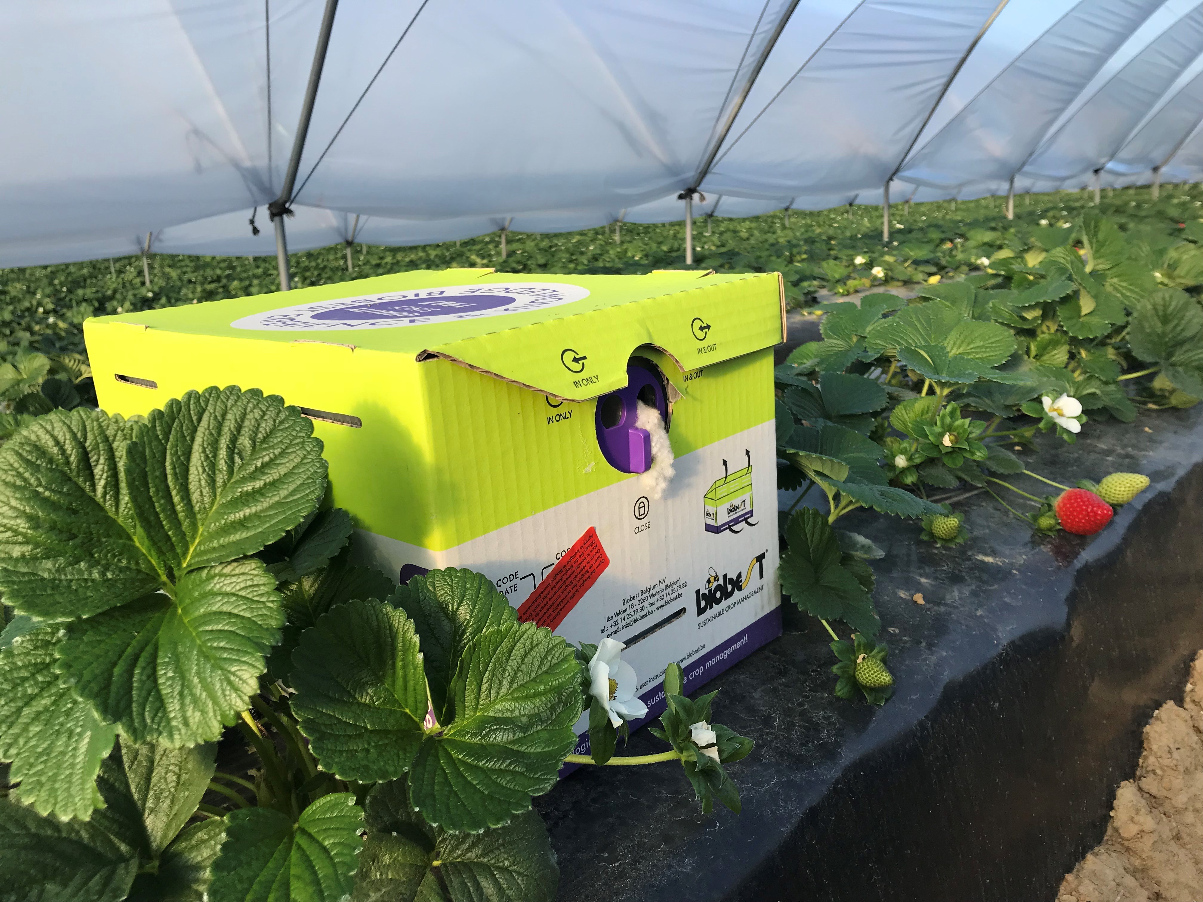 Biobest Turbo hive